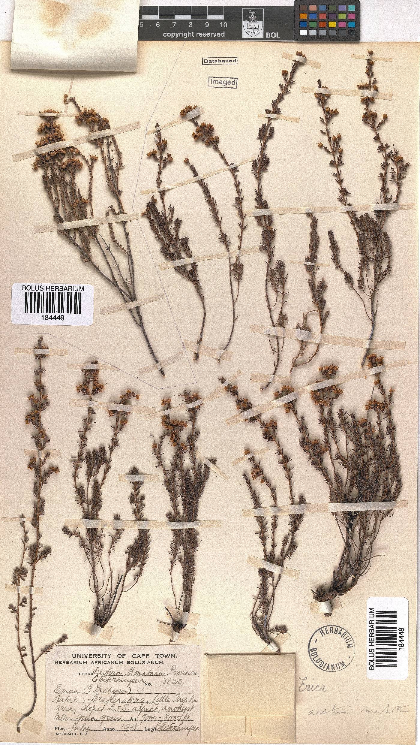 Erica aestiva image