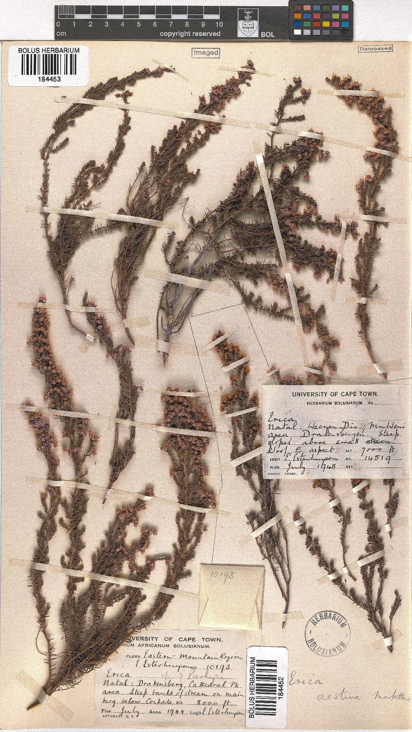 Erica aestiva image