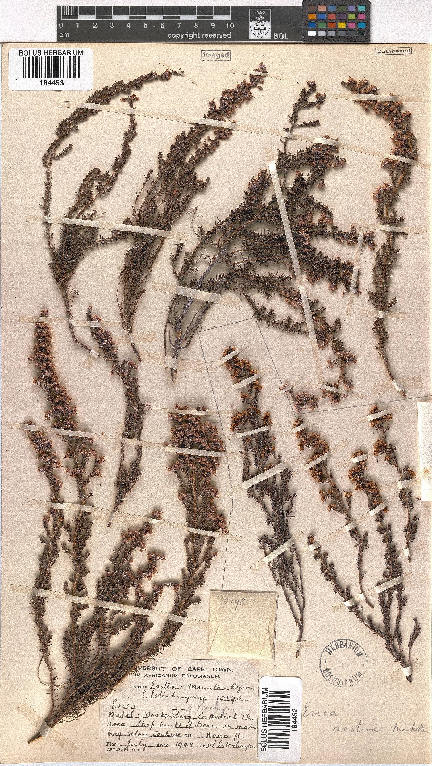 Erica aestiva image