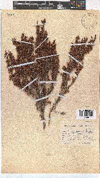 Erica andreaei image