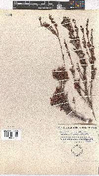 Erica andreaei image