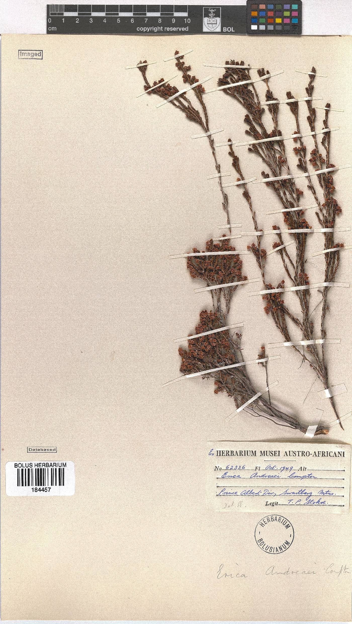 Erica andreaei image