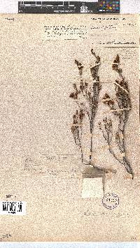 Erica andreaei image