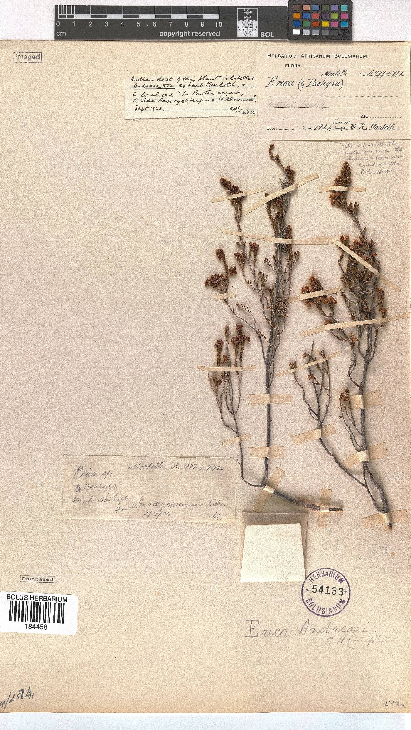 Erica andreaei image