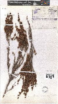 Erica andreaei image