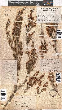 Erica eustacei image