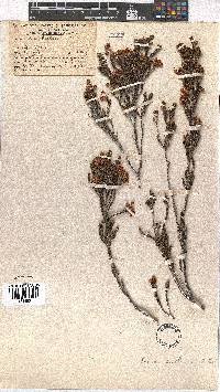 Erica eustacei image