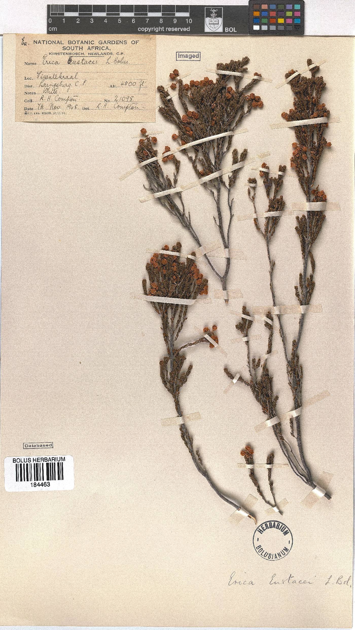 Erica eustacei image