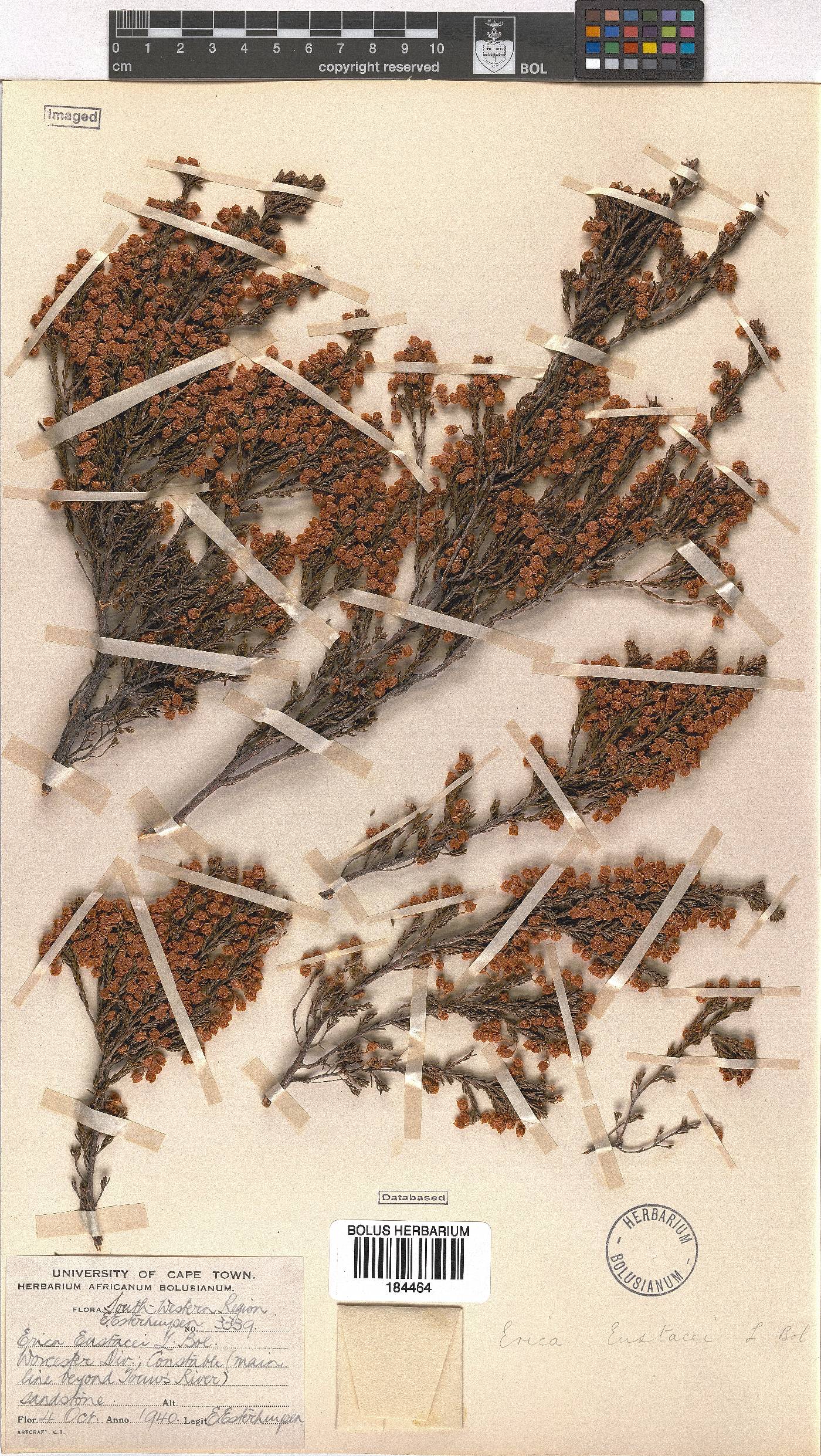 Erica eustacei image