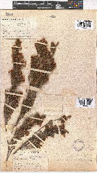 Erica eustacei image