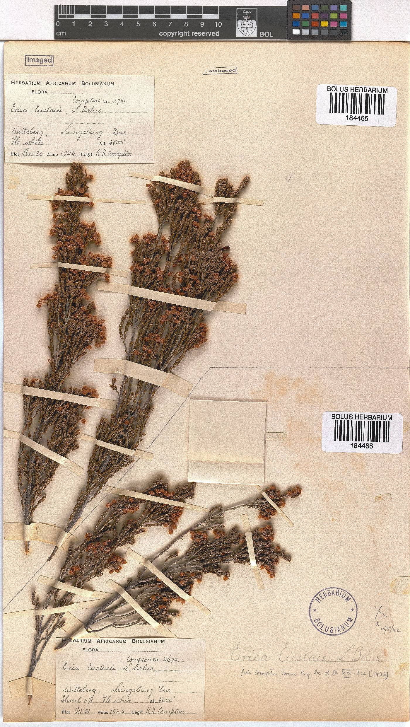 Erica eustacei image