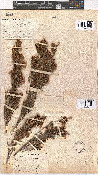 Erica eustacei image