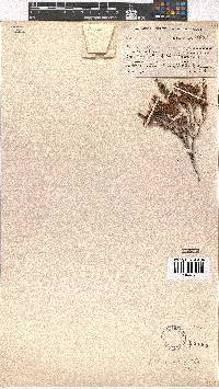 Erica eustacei image