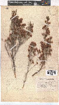Erica eustacei image