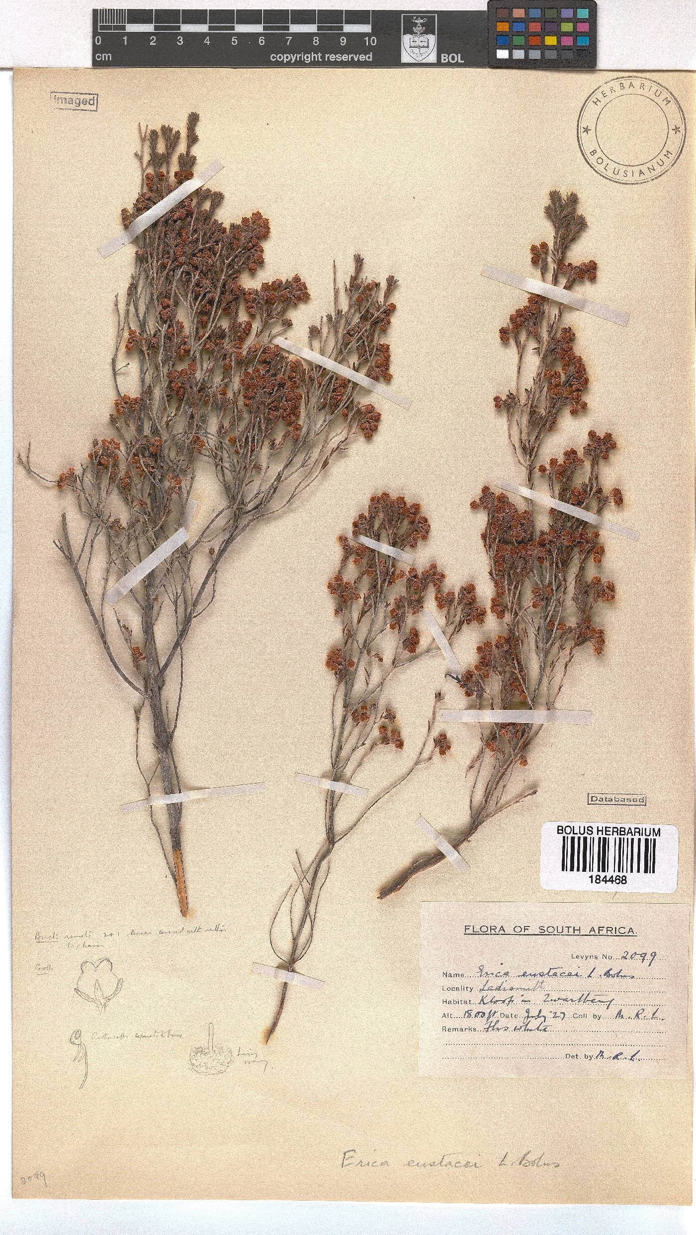 Erica eustacei image
