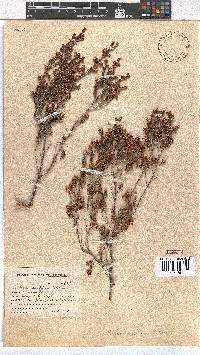 Erica eustacei image