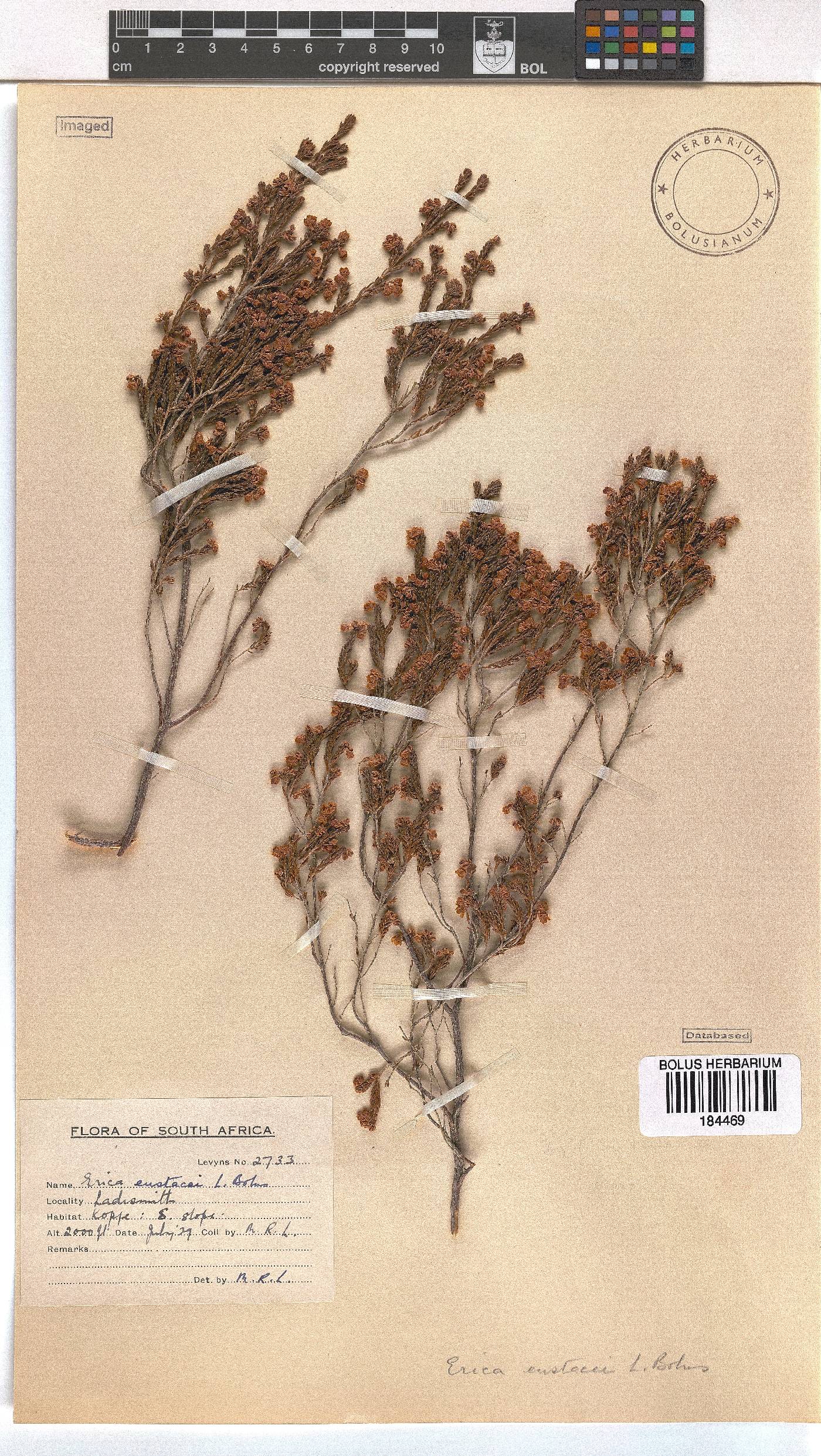 Erica eustacei image