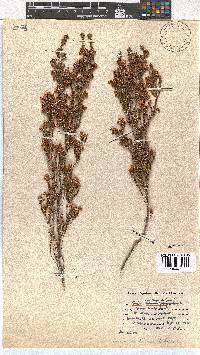 Erica eustacei image