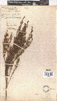 Erica eustacei image