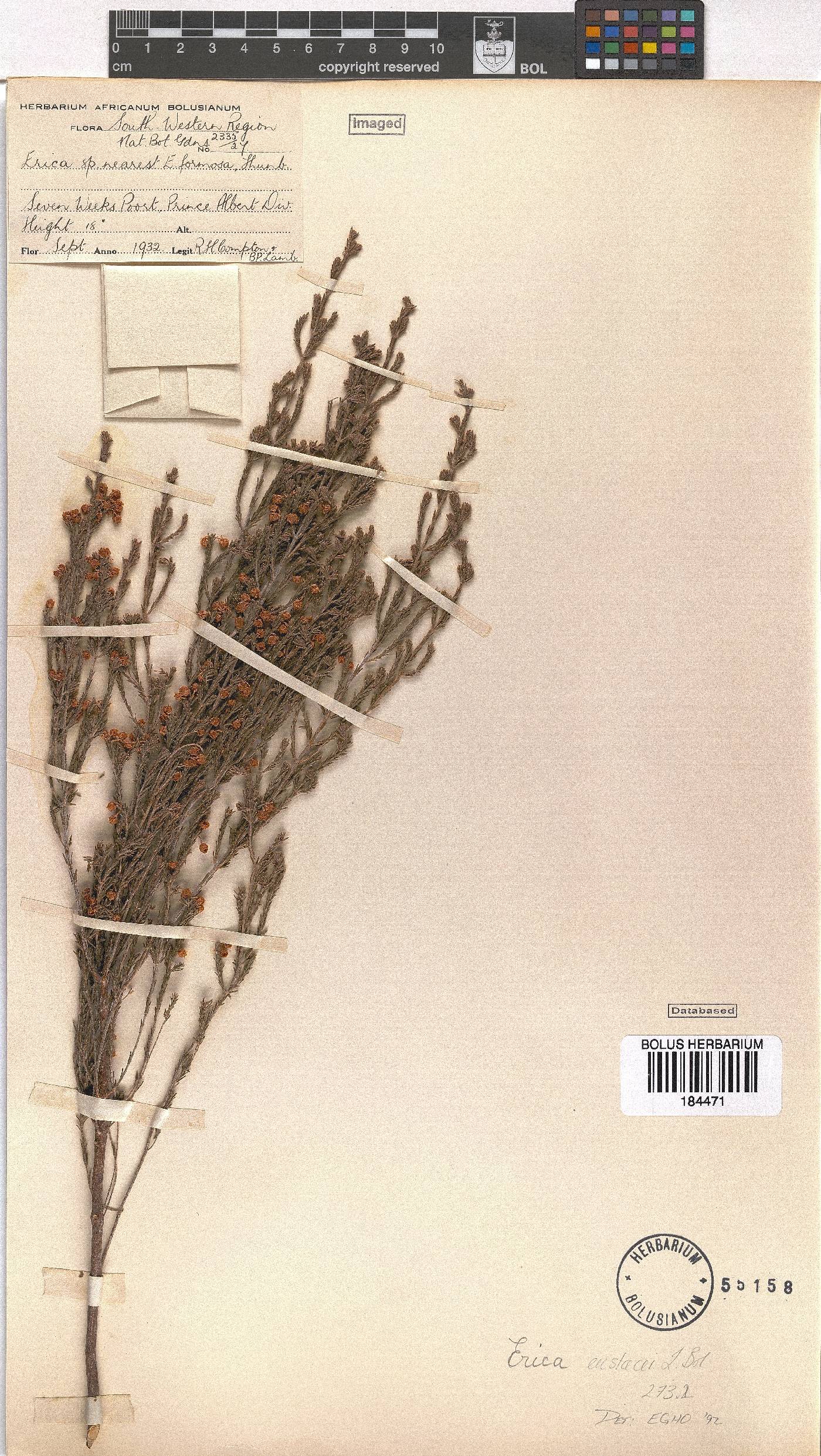 Erica eustacei image