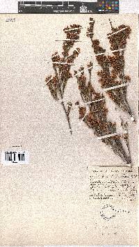 Erica eustacei image