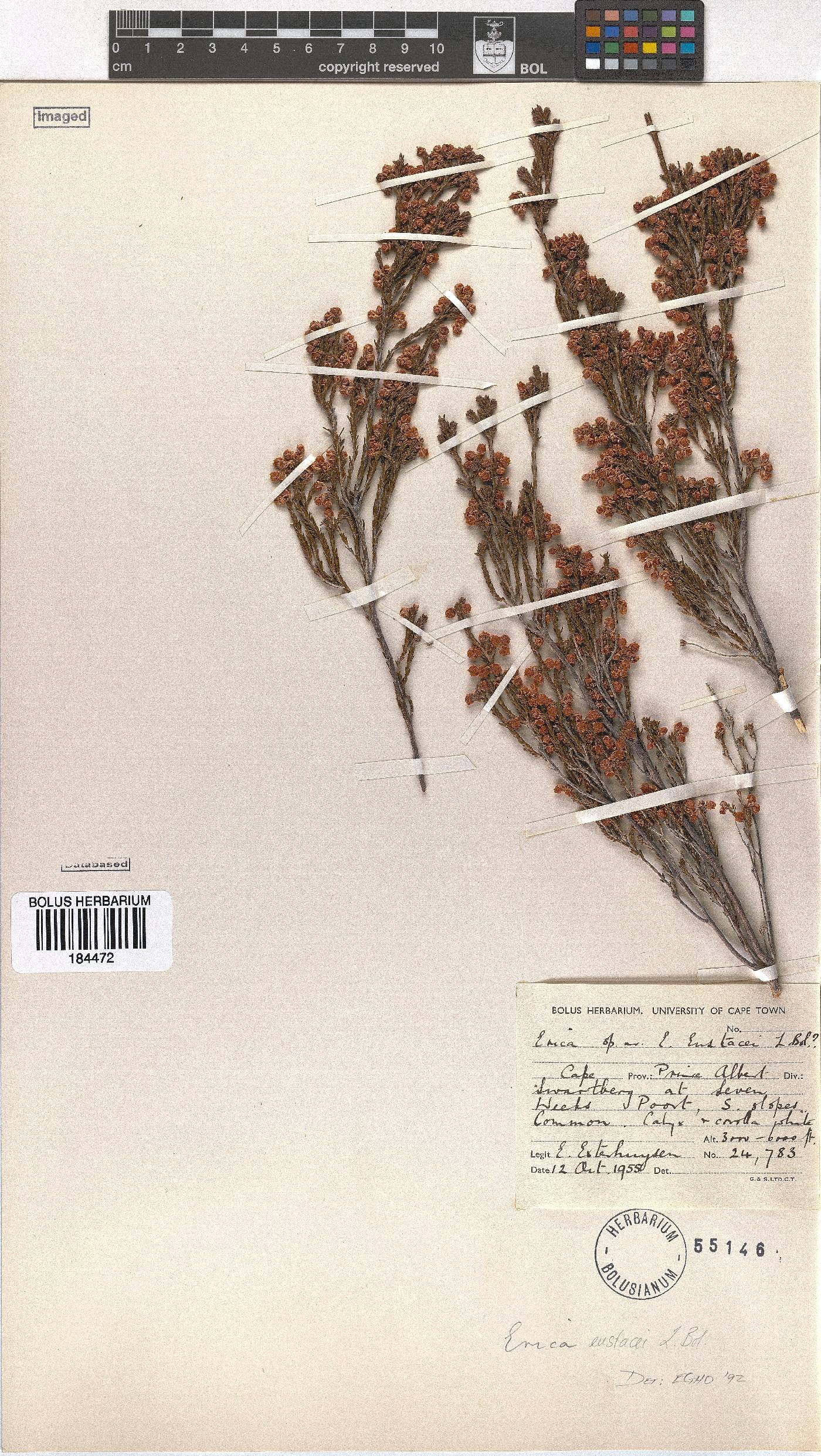 Erica eustacei image