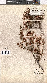 Erica eustacei image