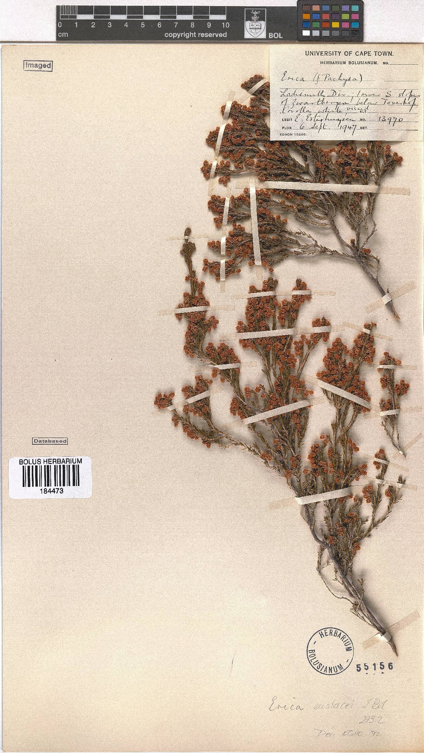 Erica eustacei image