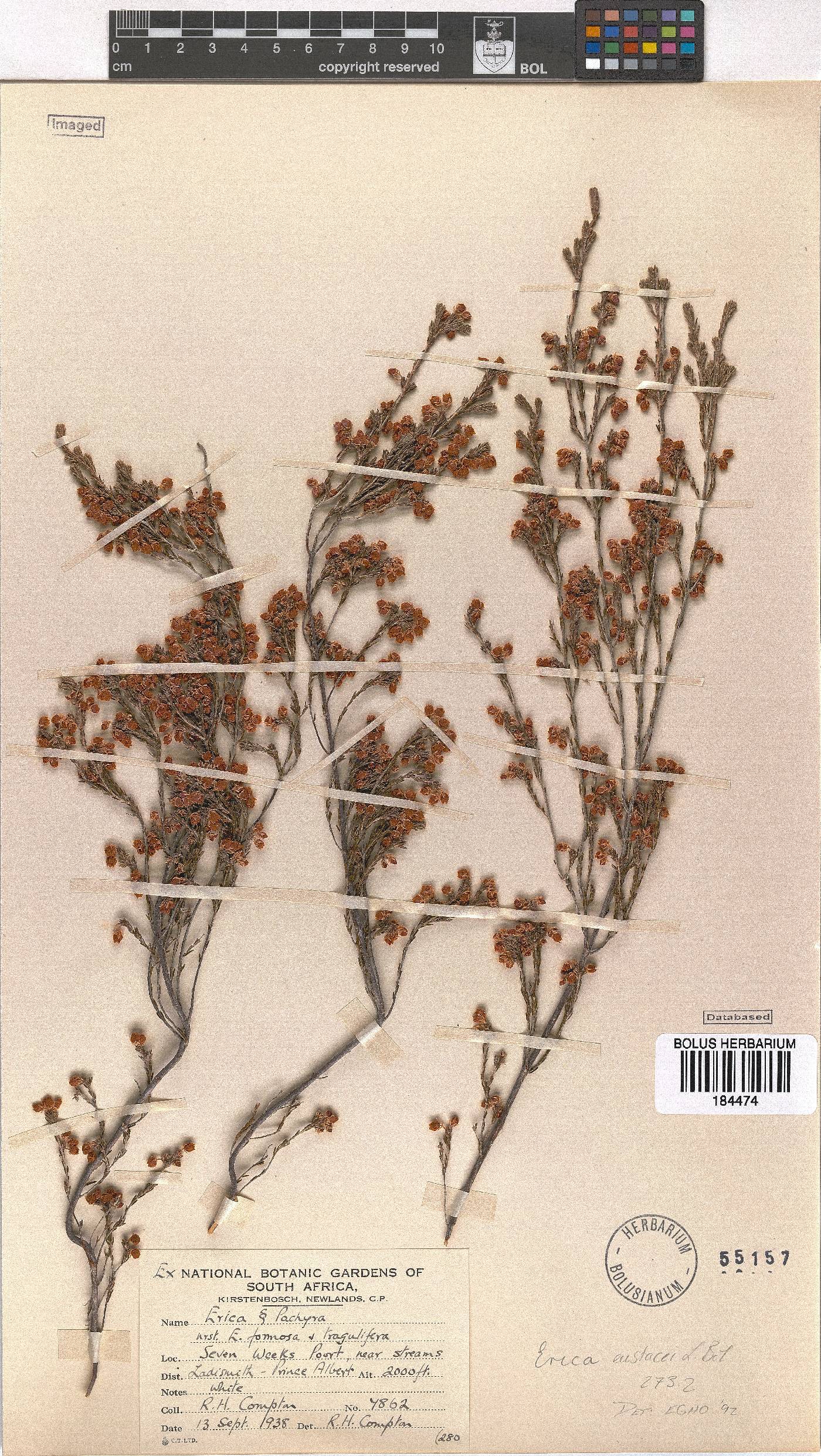 Erica eustacei image