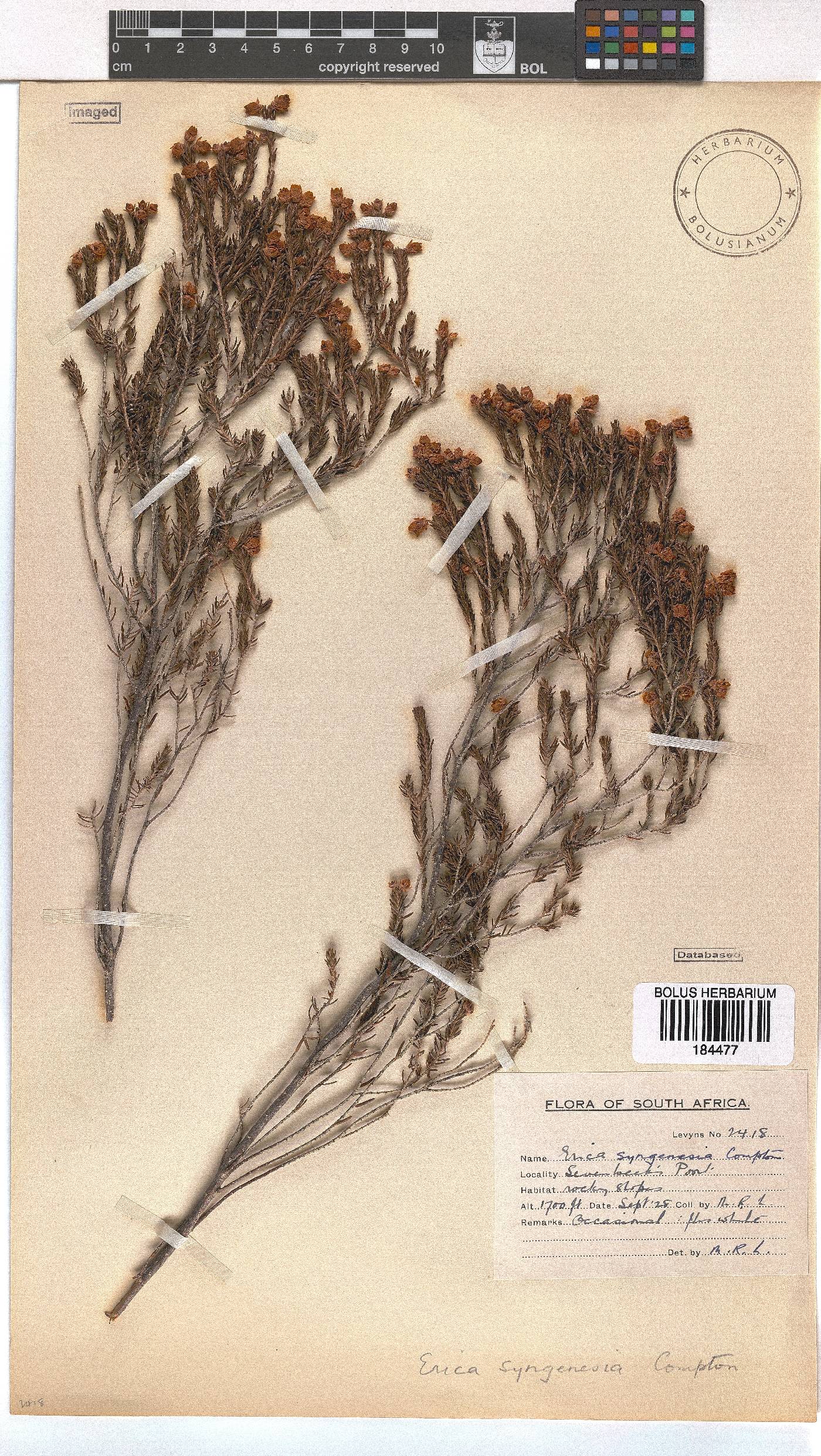 Erica syngenesia image