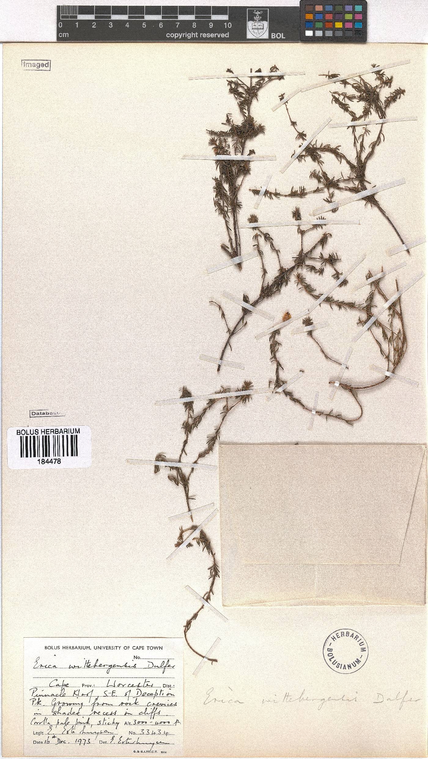 Erica wittebergensis image