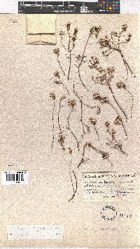 Erica wittebergensis image