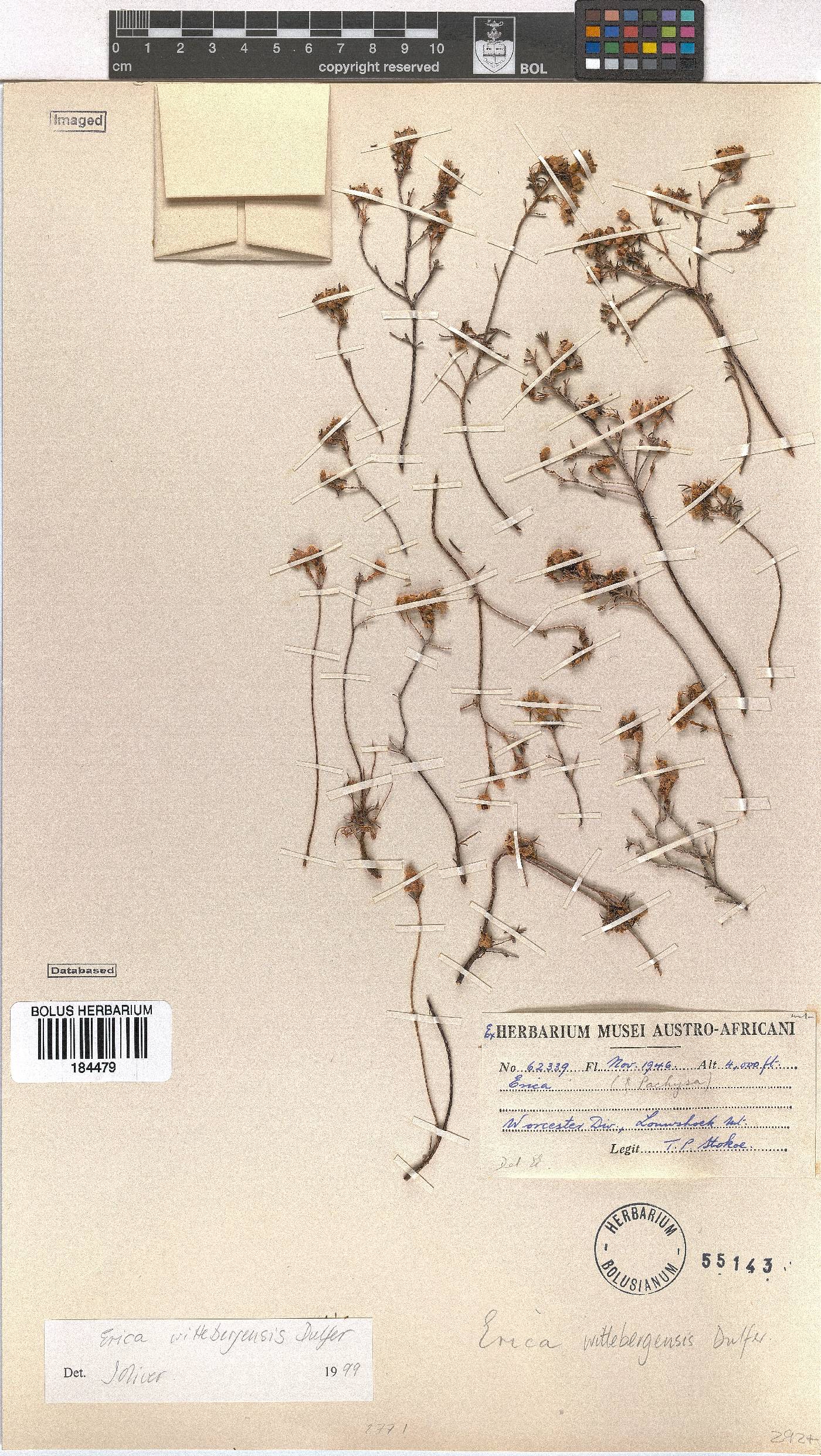 Erica wittebergensis image