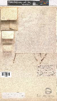 Erica wittebergensis image