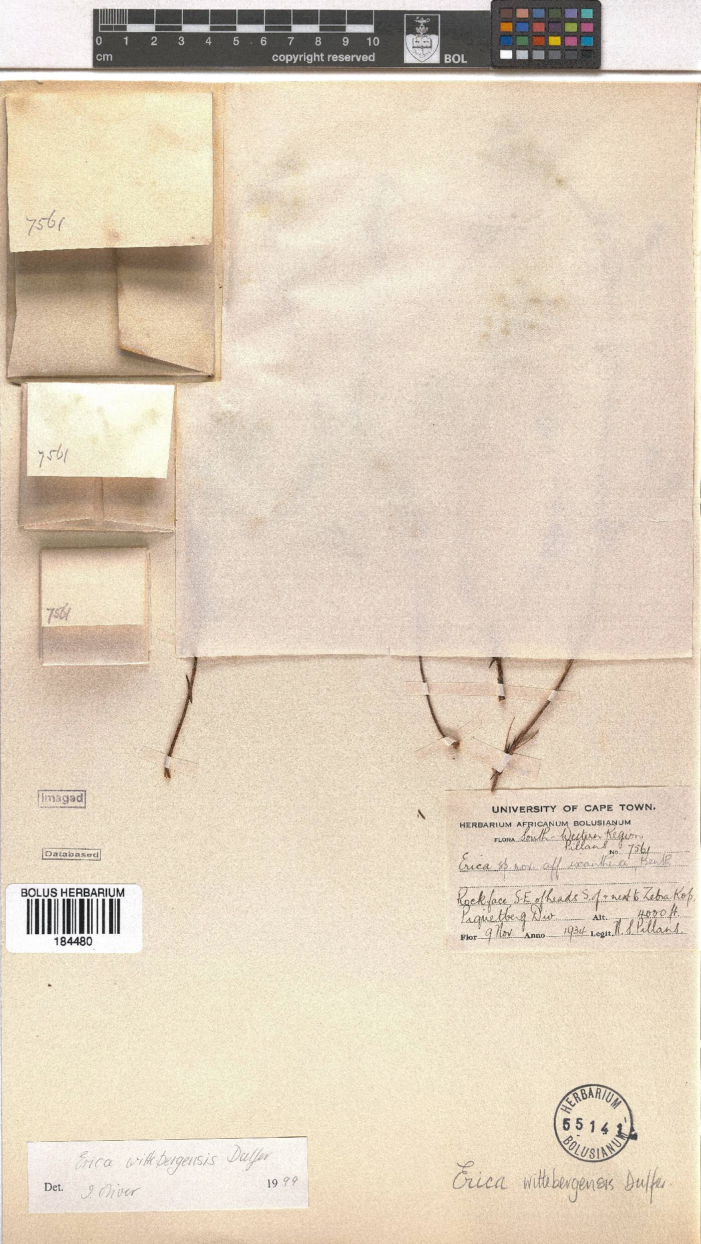 Erica wittebergensis image