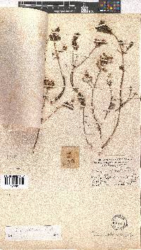 Erica wittebergensis image