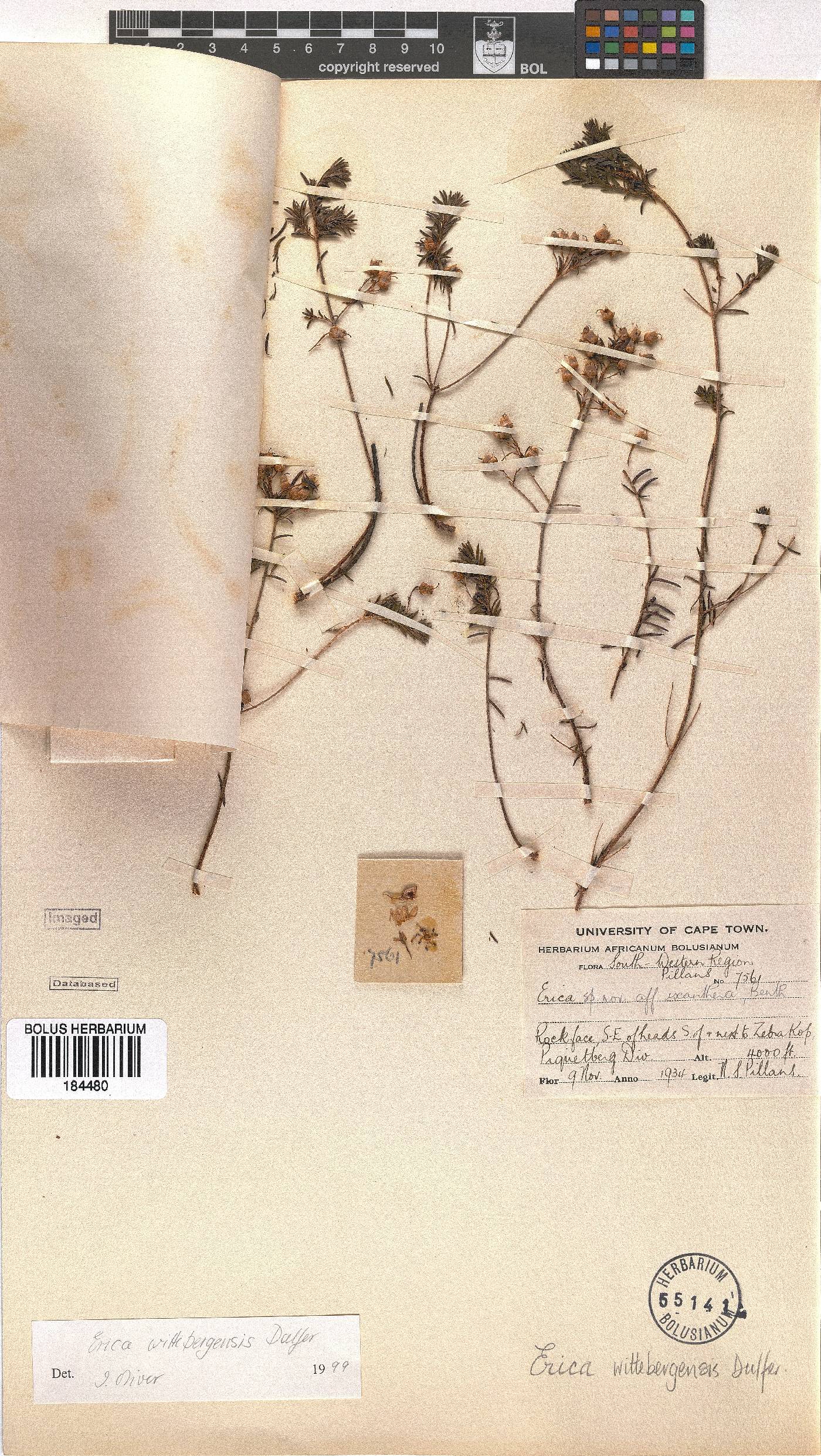 Erica wittebergensis image