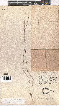 Erica wittebergensis image