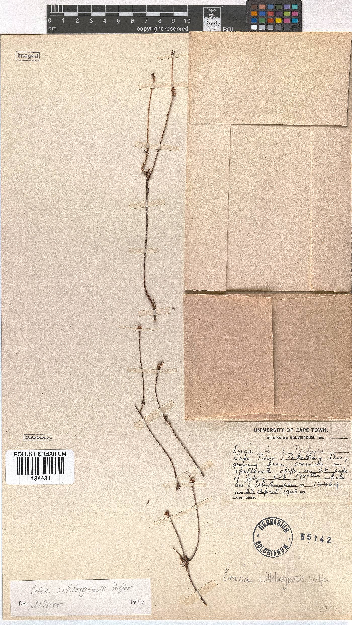 Erica wittebergensis image