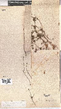 Erica wittebergensis image