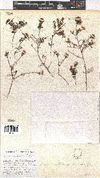 Erica wittebergensis image