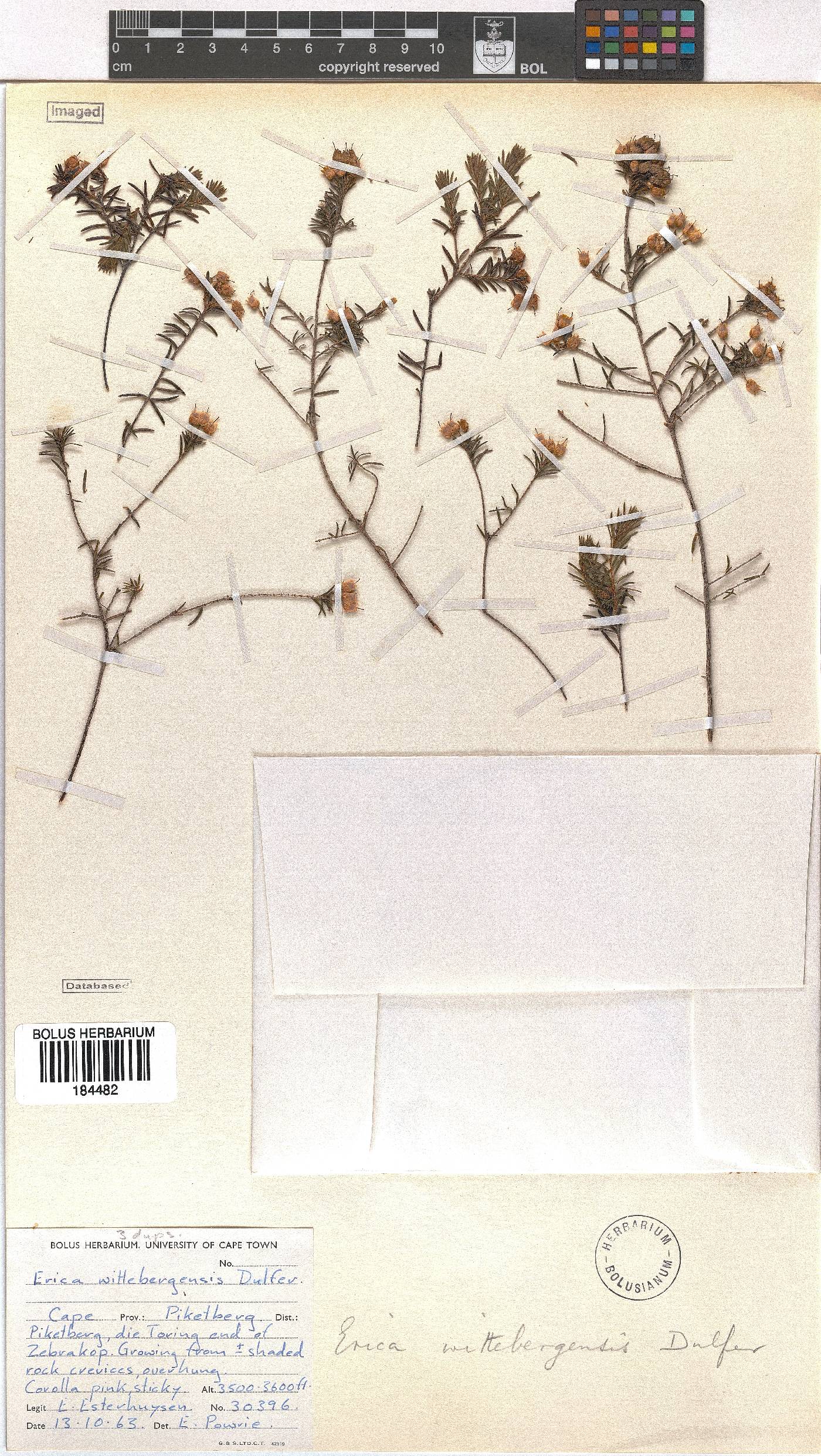 Erica wittebergensis image