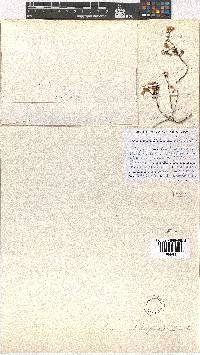 Erica wittebergensis image