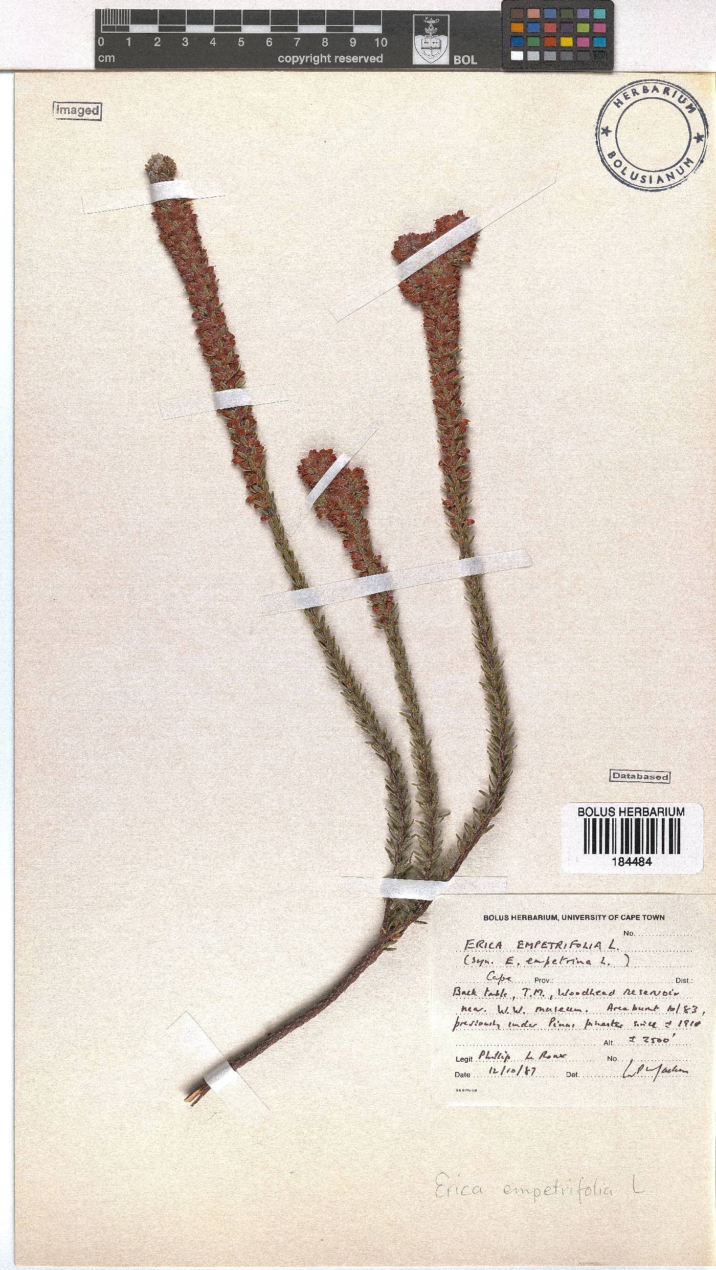 Erica empetrina image