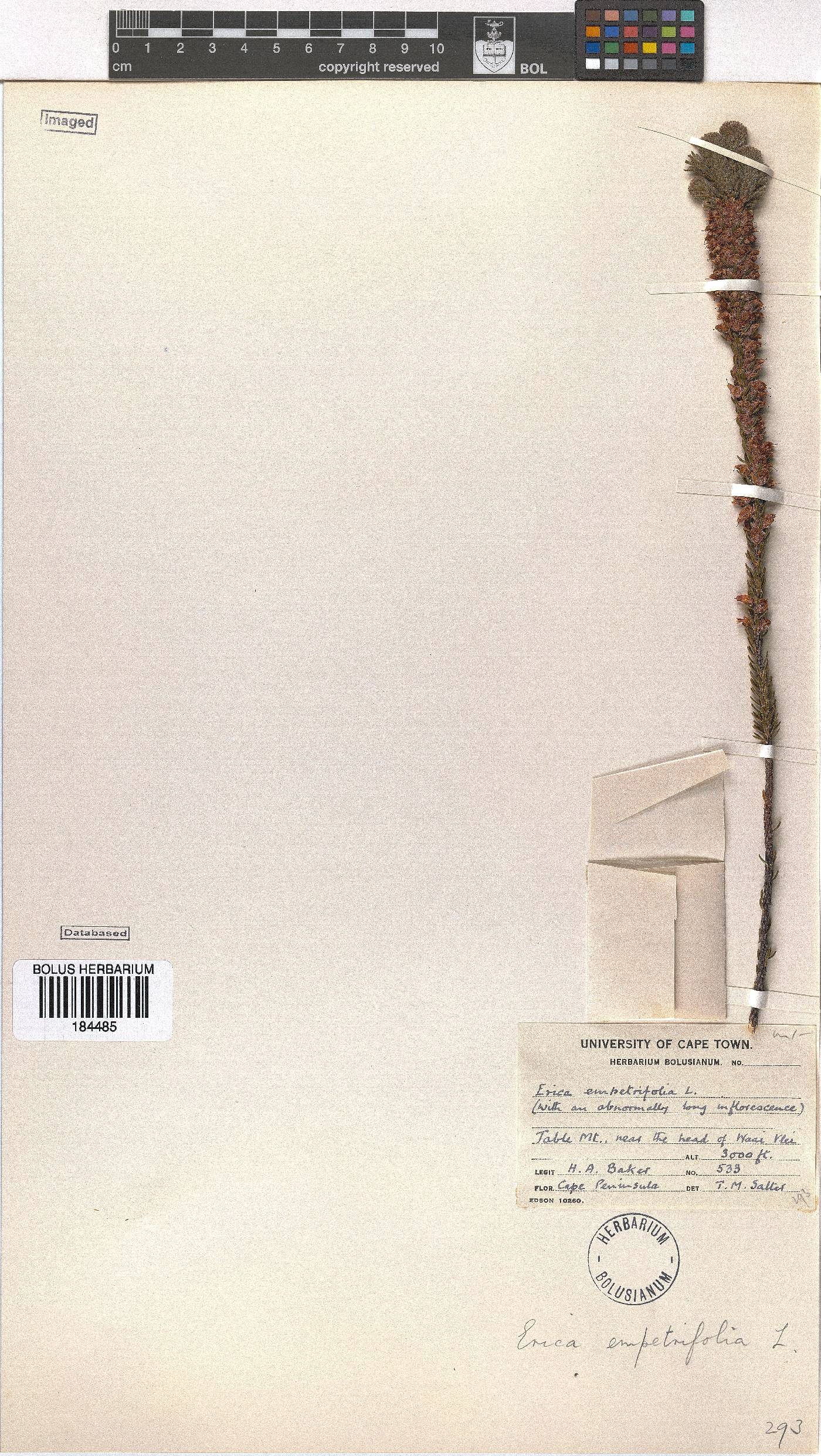 Erica empetrina image