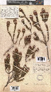 Erica empetrina image