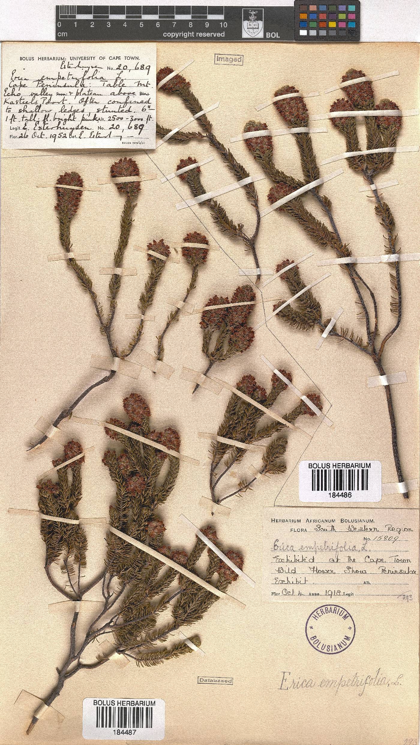 Erica empetrina image