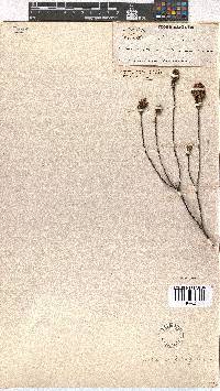 Erica empetrina image