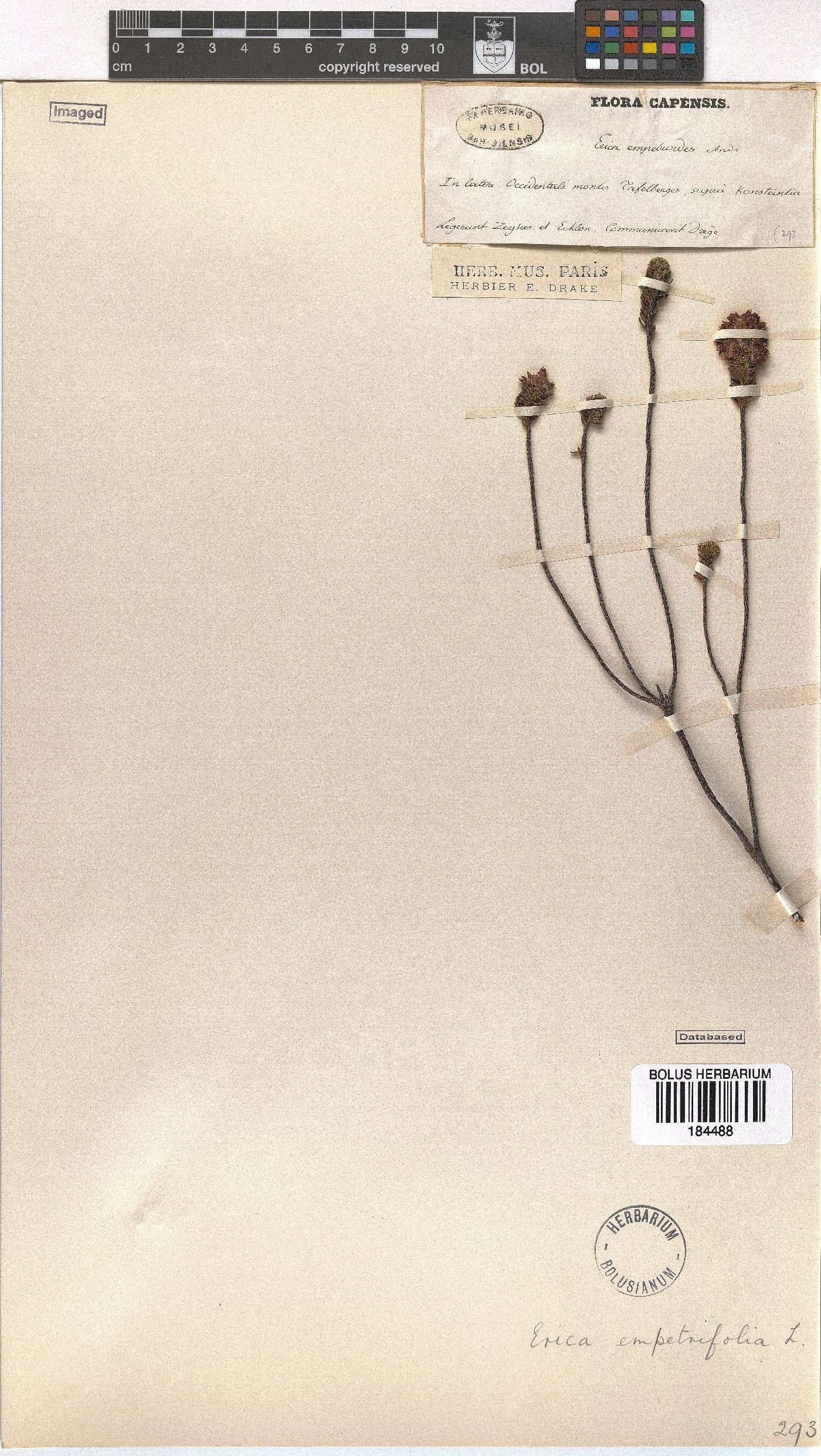 Erica empetrina image