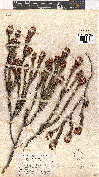 Erica empetrina image